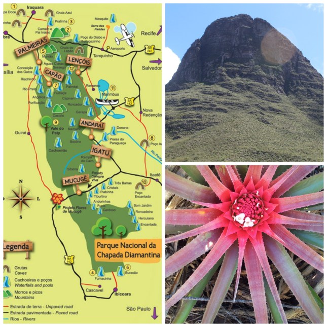 Jungle flora - One of many Morra